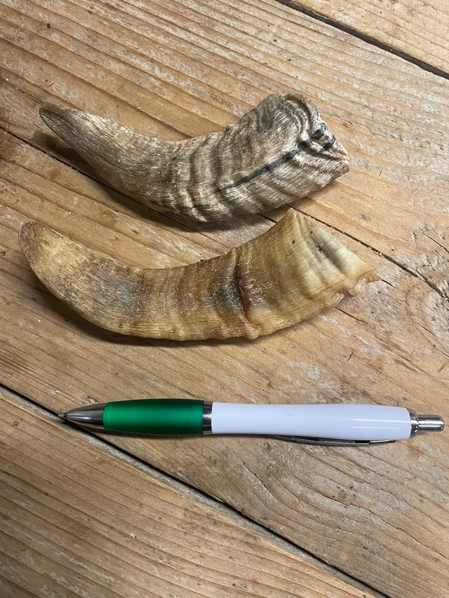Lamshoorn S
